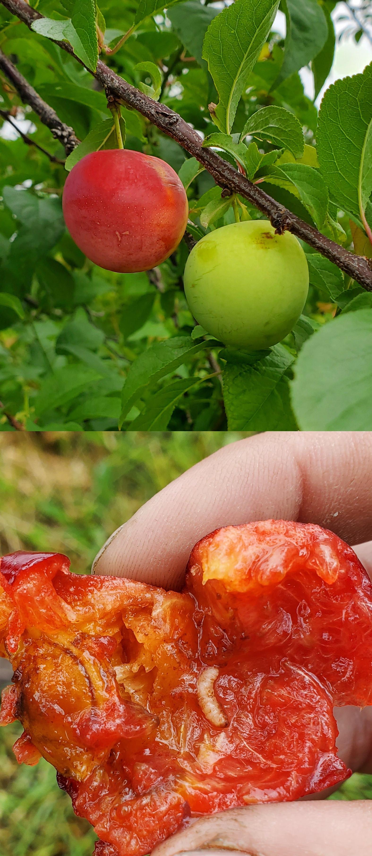 Plum curculio in a plum.